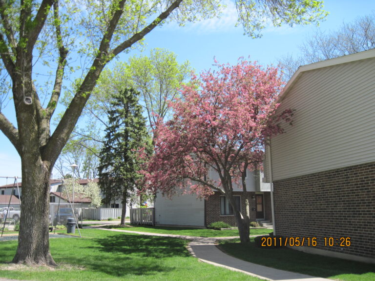 Flowering Tree