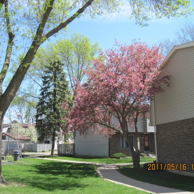Flowering Tree